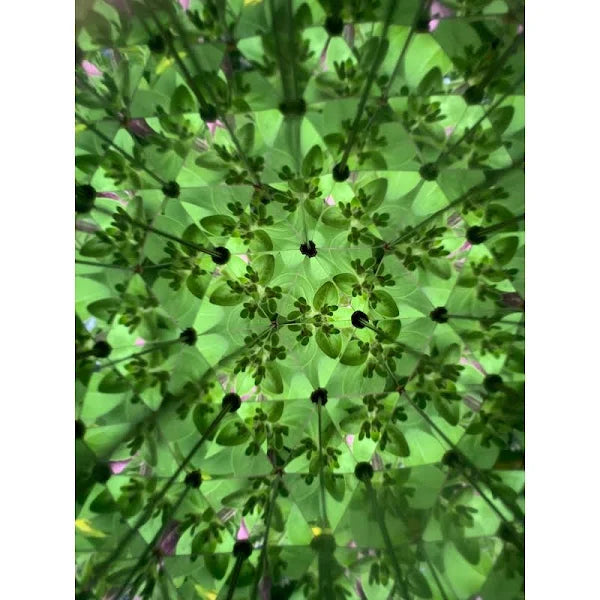 Huckleberry Kaleidoscope