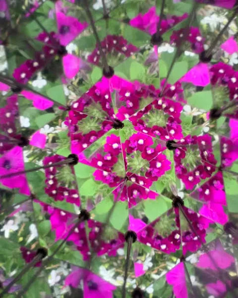 Huckleberry Kaleidoscope